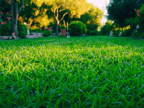Pelouse verte et jardin paysager