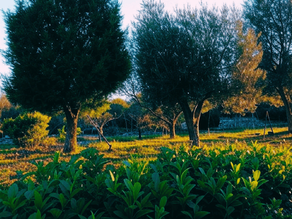 Jardin avec arbres et haies verdoyantes